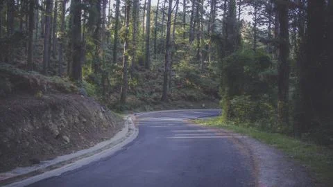 Road in the forest Stock Photos
