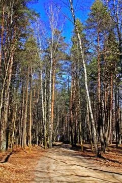 The road in the forest Stock Photos