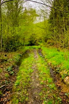 Road in forest Stock Photos