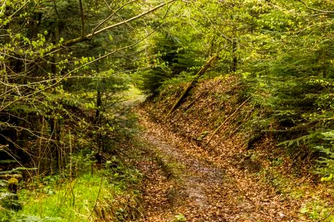 Road in forest Stock Photos