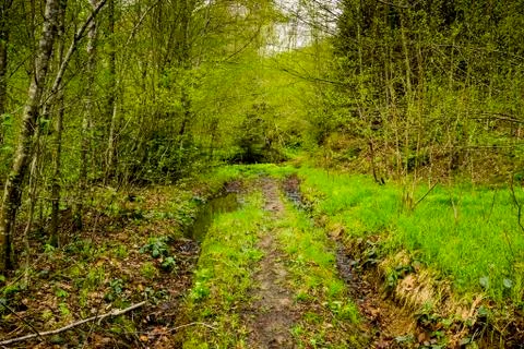 Road in forest Stock Photos
