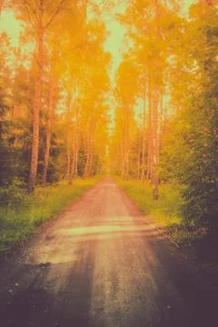Road in a forest Stock Photos