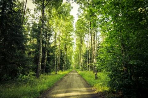 Road in a forest Stock Photos