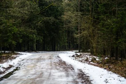 Road in a forest Stock Photos
