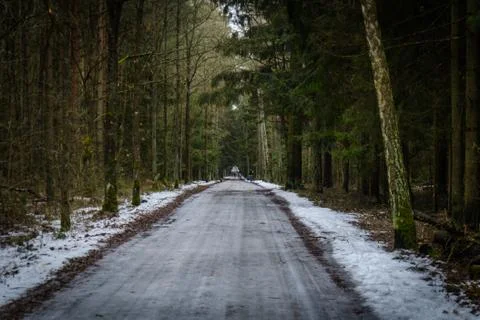 Road in a forest Stock Photos