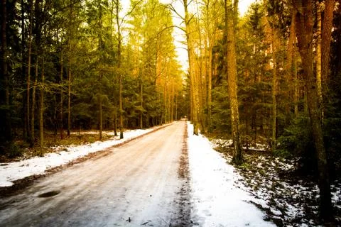 Road in a forest Foto stock