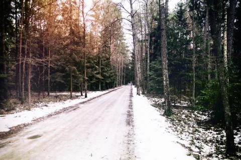 Road in a forest 写真素材