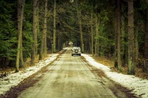 Road in a forest Stock Photos