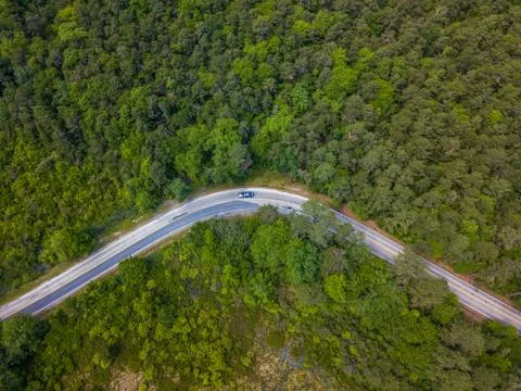 Road in the forest Stock Photos