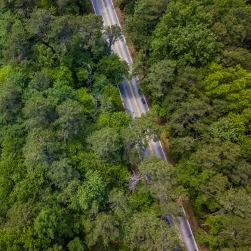 Road in the forest Stock Photos