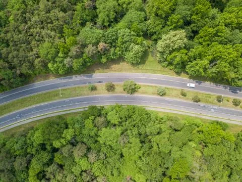 Road in the forest Stock Photos