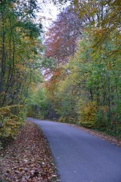 Road in forest Stockfoto's