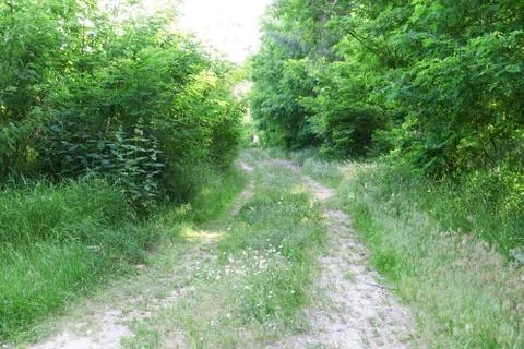Road in the forest Stock Photos