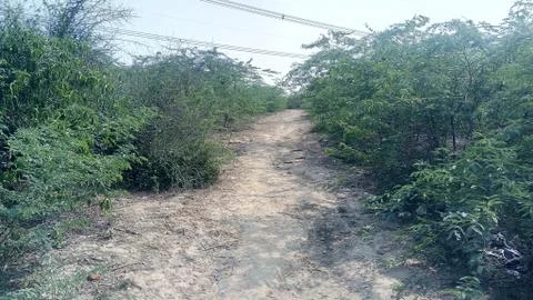 The road for forest Stock Photos