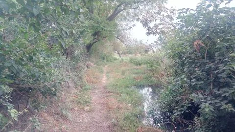 Road for forest Stock Photos