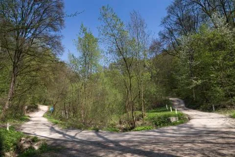 Road in the forest. Stock Photos