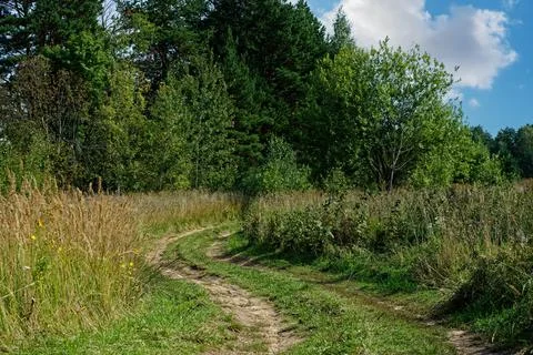 Road in the forest. Stock Photos
