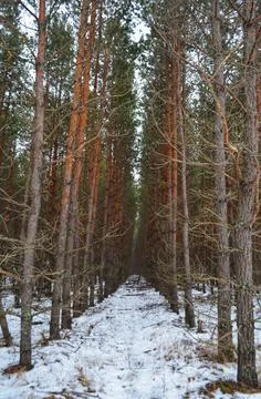 The road in the forest Stock Photos