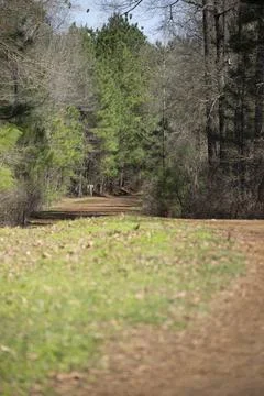 Road in the Forest Stock Photos