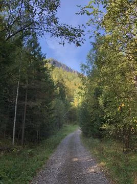 Road in the forest Foto stock