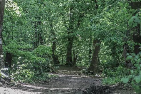 A road in a forest Stock Photos