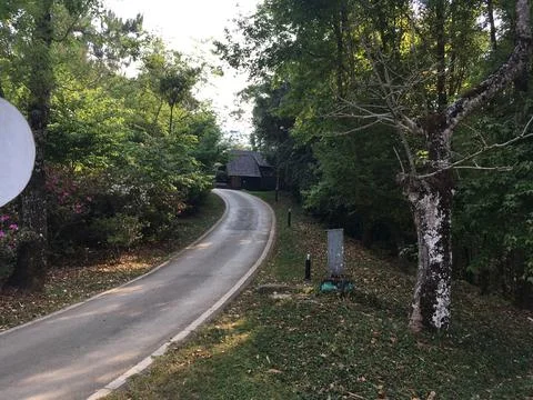 Road in the forest Stock Photos