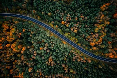 Road in forest Stock Photos