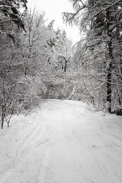 Road in the forest Stock Photos