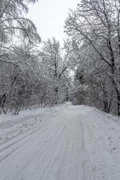 Road in the forest Stock Photos