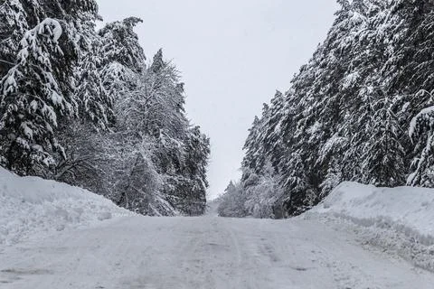 Road in the forest Stock Photos