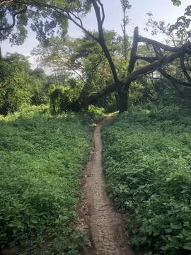 Road in a forest 스톡 사진