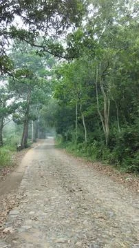 The road to the forest 写真素材