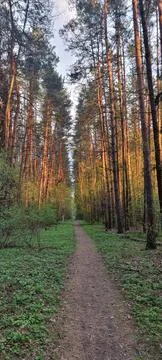 The road in the forest 스톡 사진