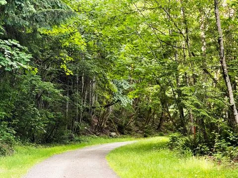 A road in the forest Stock Photos