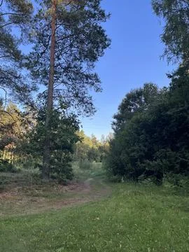 Road, forest Stock Photos