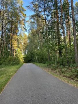 The road in the forest Stock Photos