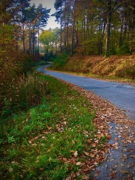 A road in the forest Stock Photos
