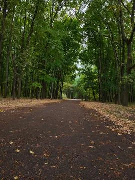The road to the forest Stock Photos