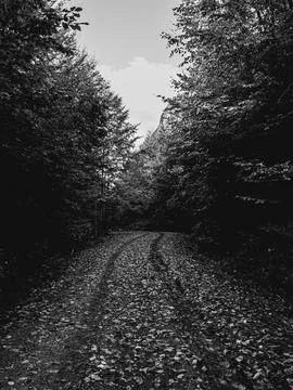 The road into forest 库存照片