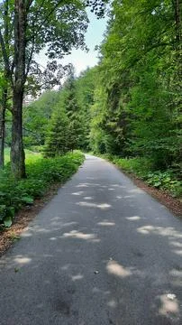 Road in the forest Stock Photos