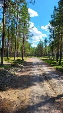 Road in the forest Stock Photos
