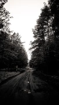 Road in the forest 스톡 사진