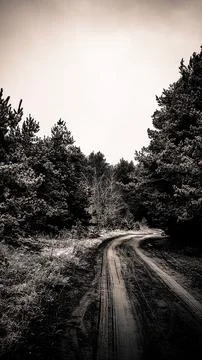 Road in the forest 스톡 사진
