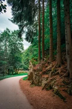 A road in the forest Foto stock