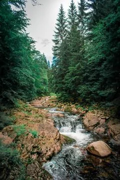 A road in the forest 스톡 사진