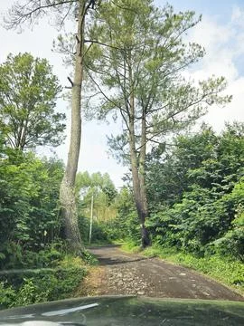 Road in the forest Stock Photos