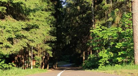 The road to the forest Stock Photos