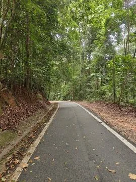 Road to forest  Stock Photos