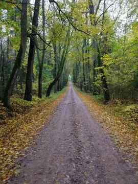 Road in the forest Stock Photos