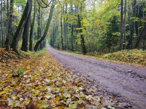 Road in the forest Stock Photos
